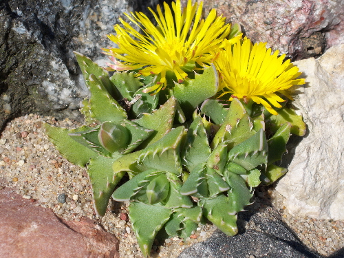 faucaria ryneveldiae